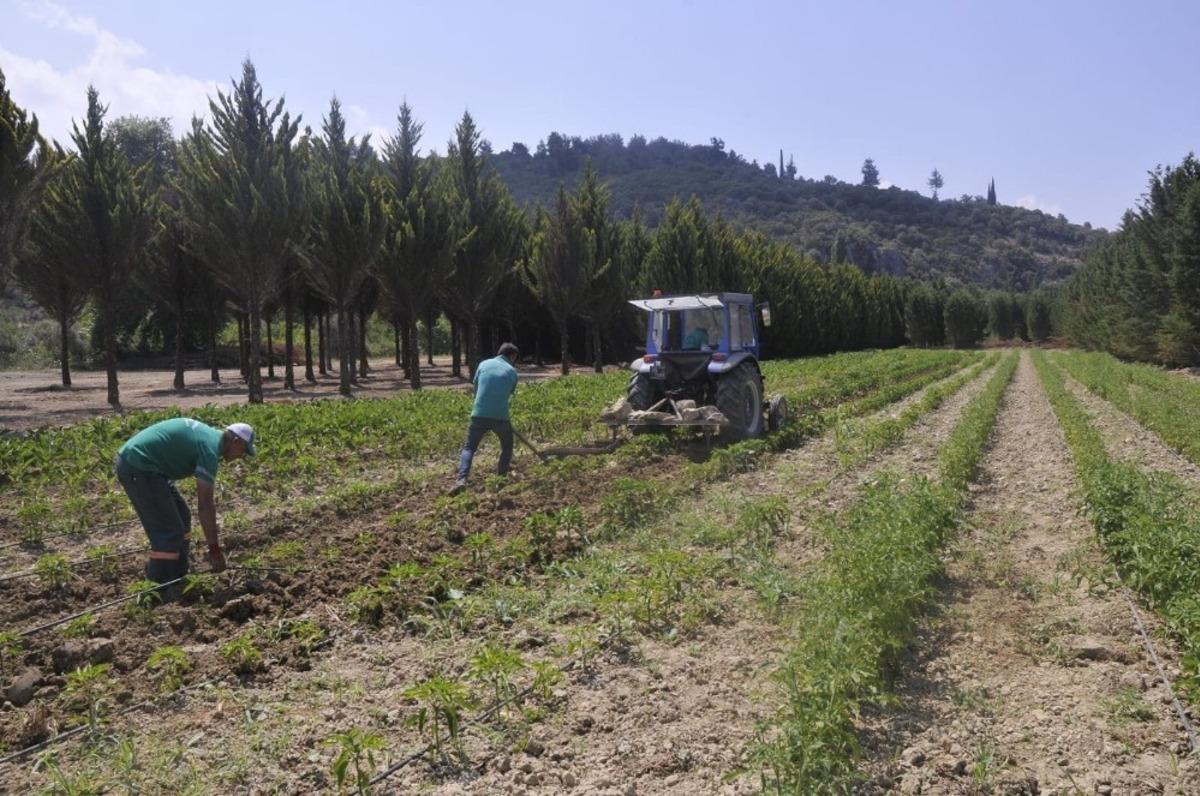 Adabah&ccedil;e projesinde hasat vakti başlıyor