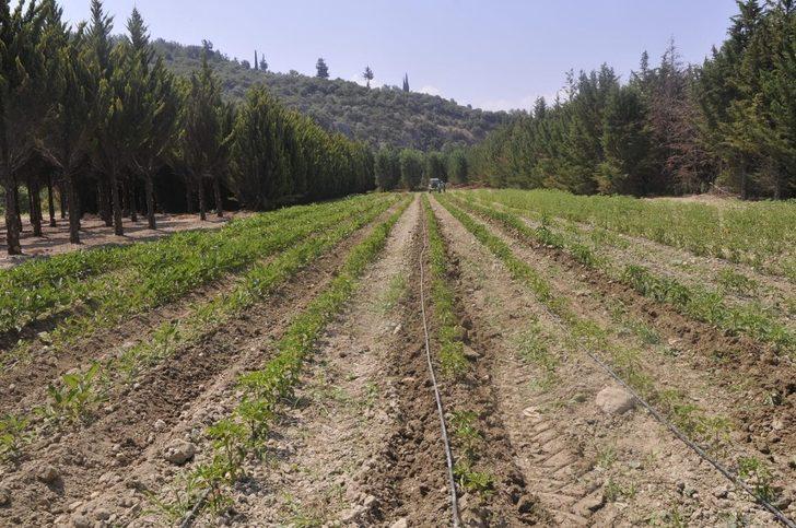 Adabahçe projesinde hasat vakti başlıyor G2