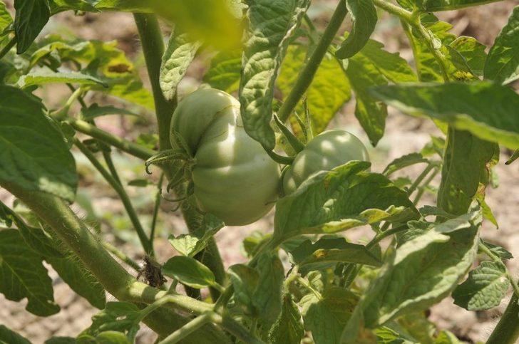 Adabahçe projesinde hasat vakti başlıyor G3