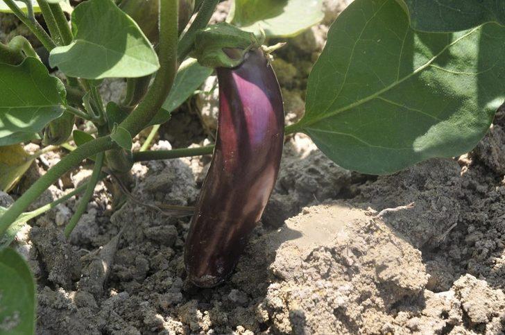 Adabahçe projesinde hasat vakti başlıyor G5