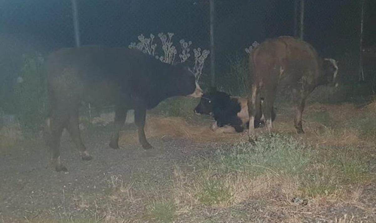 Koku gelince ortaya &ccedil;ıktı, kayıp hayvanlar 11 g&uuml;n sonra halı sahada bulundu 1&rsquo;i telef oldu