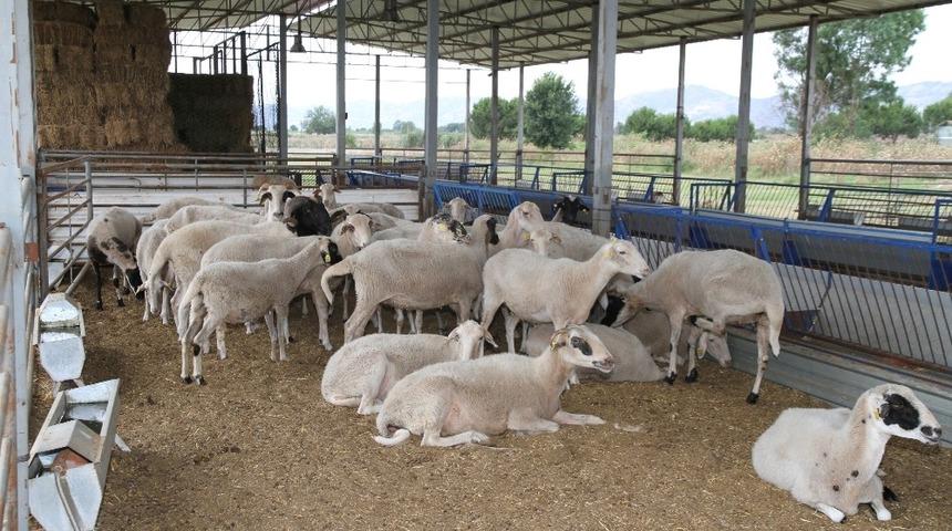 AD&Uuml; Veteriner Fak&uuml;ltesi kurban satışlarına başladı