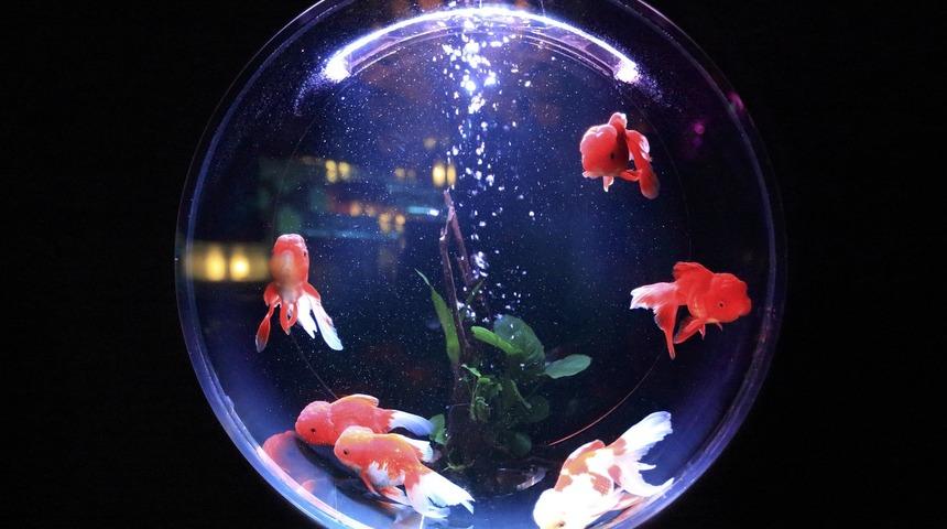 Akvaryum balıklarının isimleri ve özellikleri: Evcil balıkları tanıyalım