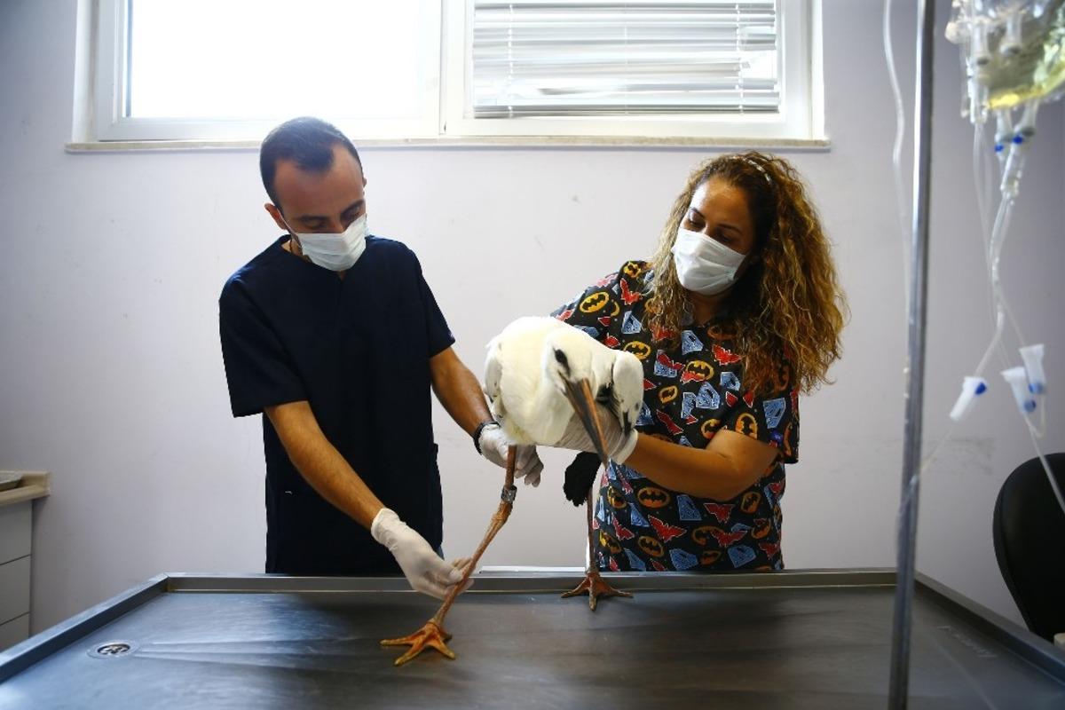 Denizli&rsquo;de 3 leylek elektrik akımına kapılarak yaralandı