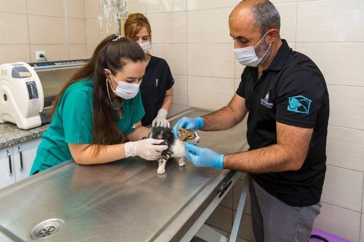 Bir yılda 11 bin 500 sokak hayvanı tedavi edildi G1