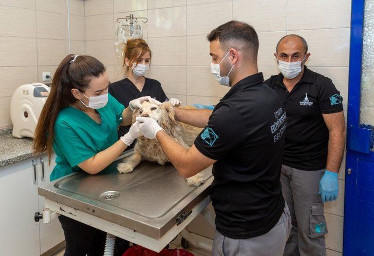 Bir yılda 11 bin 500 sokak hayvanı tedavi edildi G2