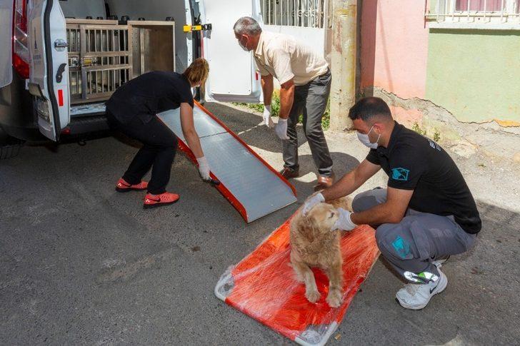 Bir yılda 11 bin 500 sokak hayvanı tedavi edildi G4