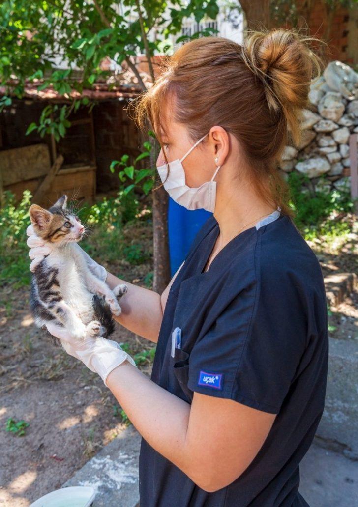 Bir yılda 11 bin 500 sokak hayvanı tedavi edildi G5