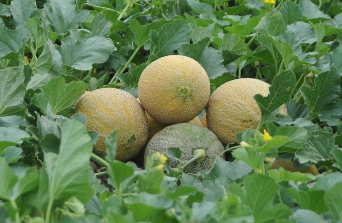 Bafra Ovası&rsquo;nda &lsquo;kavun&rsquo; hasadı başladı