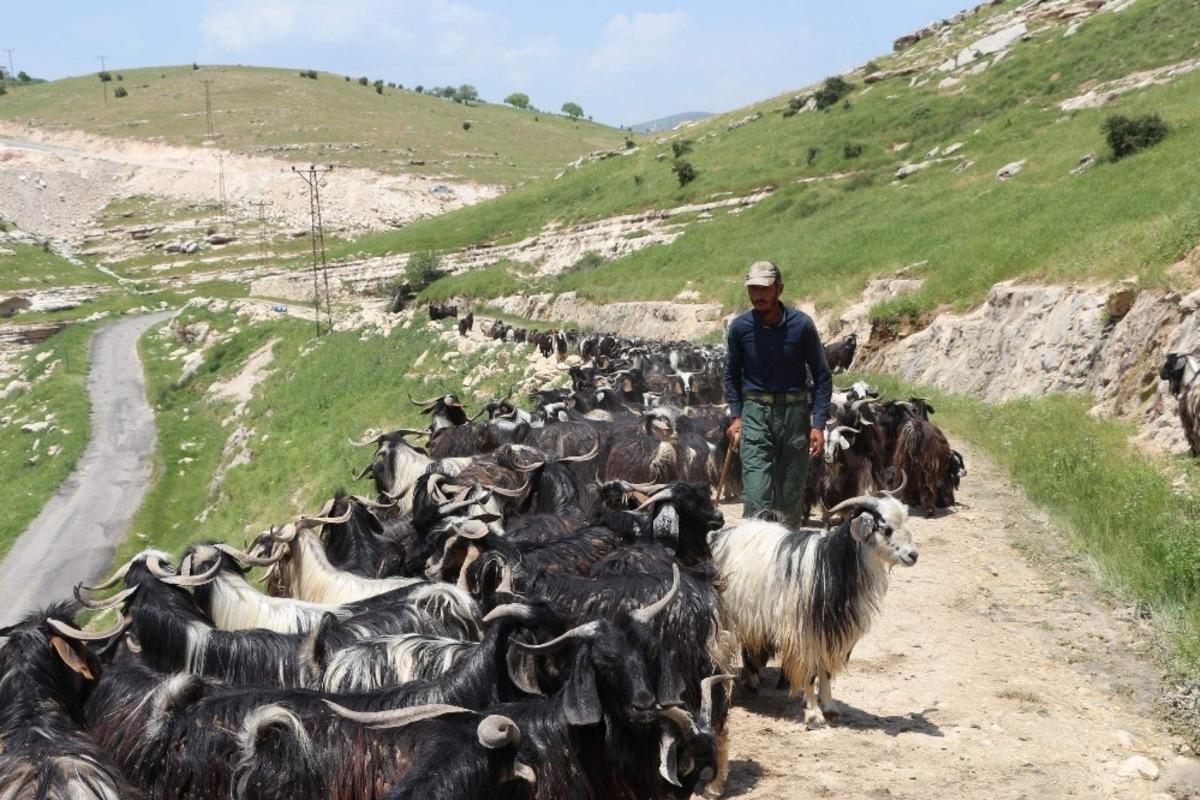 Siirt&rsquo;ten b&uuml;y&uuml;k şehirlere g&ouml;nderilecek kurbanlıklar hazır