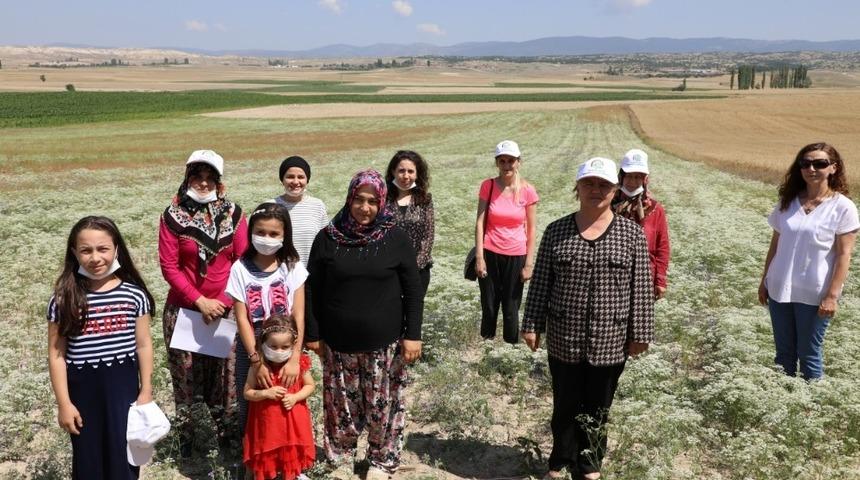 Eskişehir&rsquo;de kadın &ccedil;ift&ccedil;iler odaklı anason bitkisi &uuml;retimi