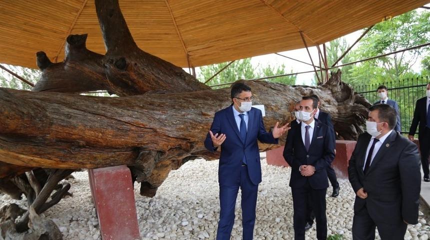 Mızık &ccedil;amını inceledi