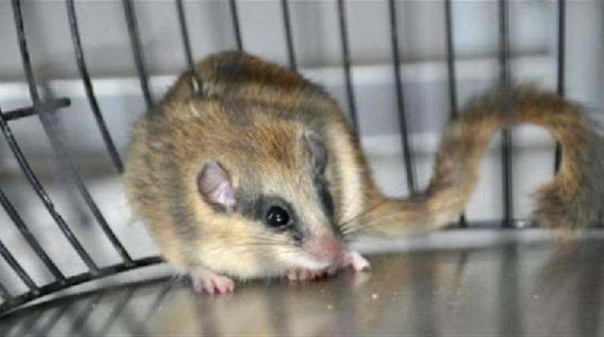 Nesli koruma altında! Ağaç yediuyuru Bilecik'te görüntülendi