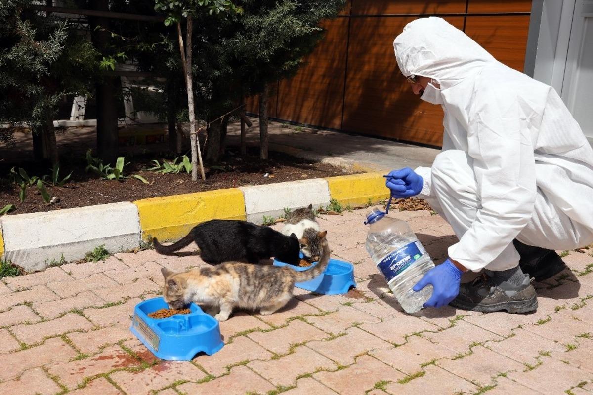 Sokak hayvanları i&ccedil;in bir kap yemek bir kap su