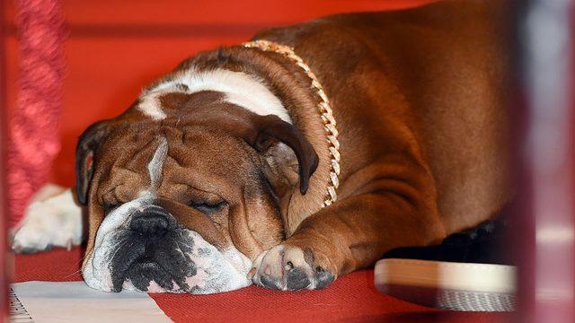 Formula-1 şampiyonu Lewis Hamilton: Köpeğim artık vegan