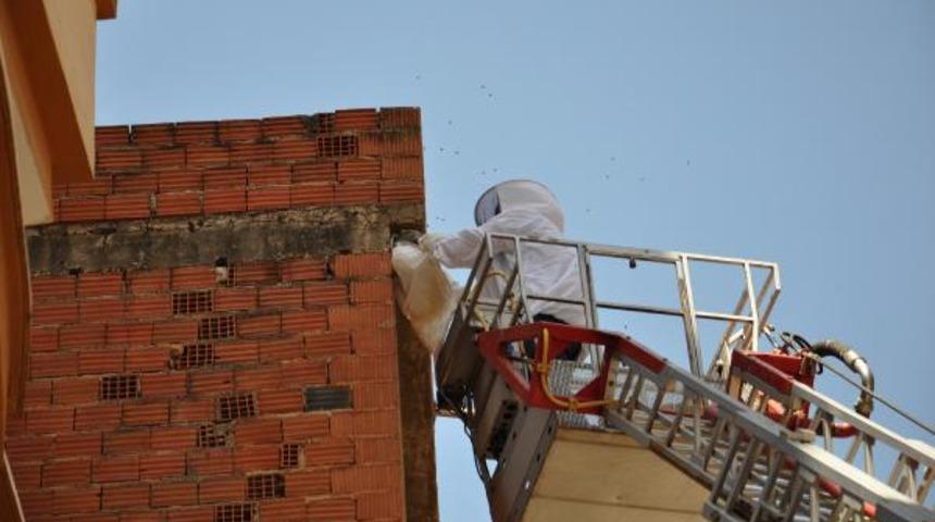 Arılar oğul verdi! Mahalleli paniğe kapıldı