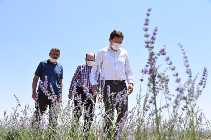 Karatay’da lavanta hasadı başladı G1