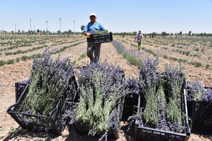 Karatay’da lavanta hasadı başladı G4
