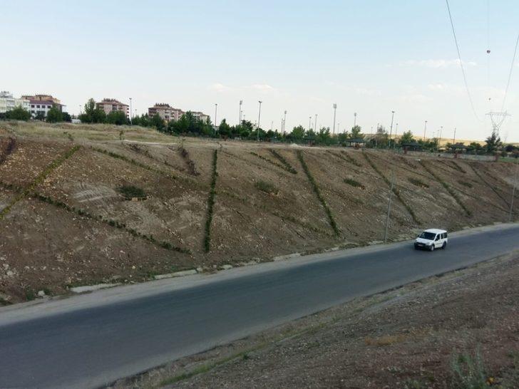 Atatürk Bulvarında peyzaj düzenlemesi G1