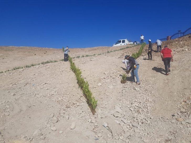 Atatürk Bulvarında peyzaj düzenlemesi G3