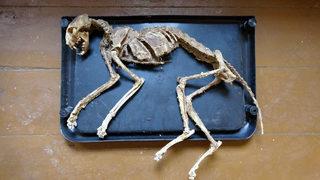 Evinde bulduğu hayvan iskeletinin araştırılmasını istiyor