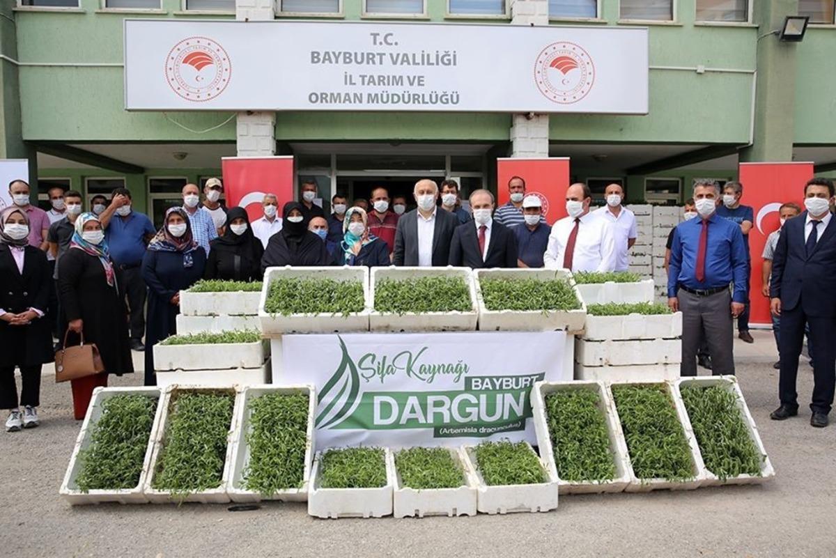 Bayburt&rsquo;ta kadın &ccedil;ift&ccedil;ilere 150 bin tarhun fidesi dağıtıldı