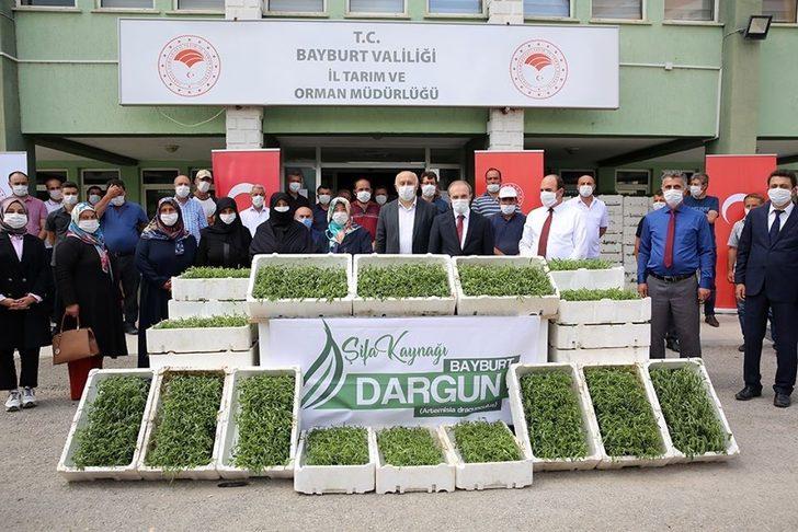 Bayburt’ta kadın çiftçilere 150 bin tarhun fidesi dağıtıldı G1