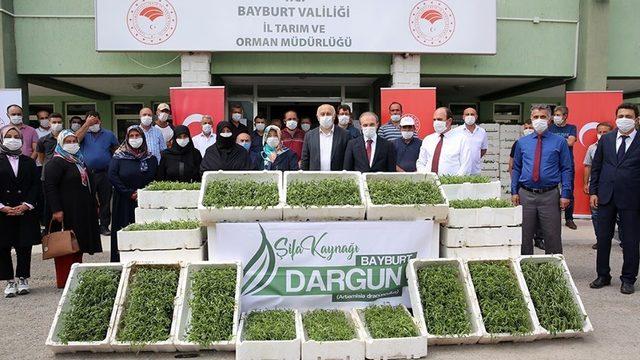 Bayburt’ta kadın çiftçilere 150 bin tarhun fidesi dağıtıldı