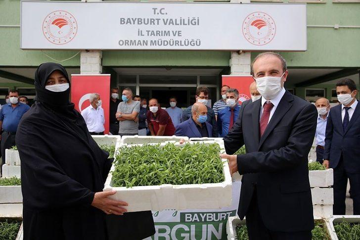 Bayburt’ta kadın çiftçilere 150 bin tarhun fidesi dağıtıldı G3