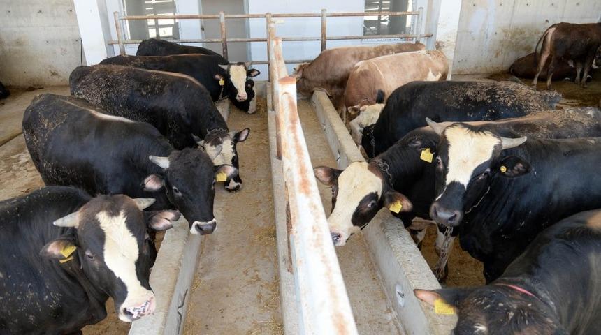 Altındağ&rsquo;da kurban hareketliliği başladı