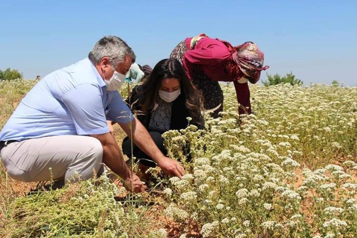 &Ccedil;izmeleri giyen kadın kaymakam kekik hasadına katıldı