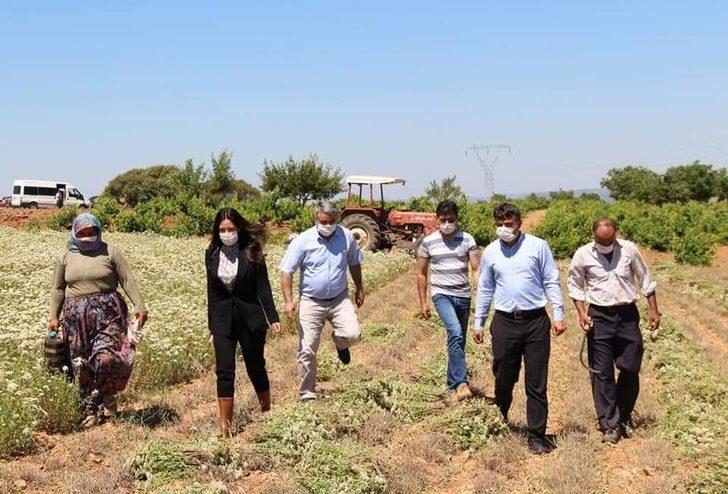 Çizmeleri giyen kadın kaymakam kekik hasadına katıldı G2