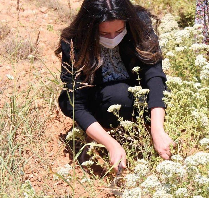 Çizmeleri giyen kadın kaymakam kekik hasadına katıldı G3