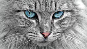 Rüyada kedi görmek ne anlama gelir? Rüyada evde, bir sürü kedi görmek ne demek?
