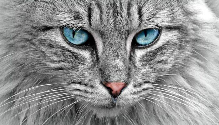 Rüyada kedi görmek ne anlama gelir? İşte rüyada çeşitli şekil kedi görmenin tabirleri