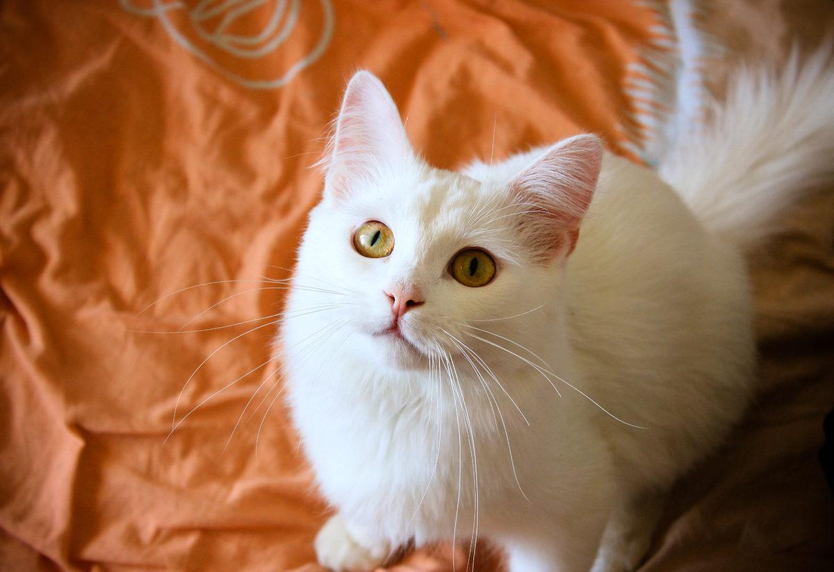 Ruyada Beyaz Kedi Gormek Ne Demek Ne Anlama Gelir Mynet Trend