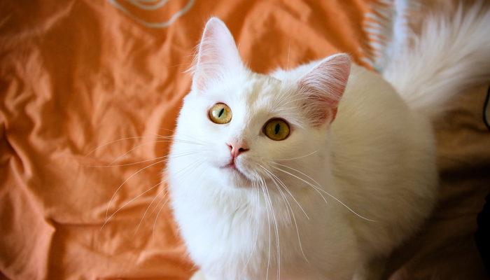 Rüyada beyaz kedi görmek ne demek, ne anlama gelir?