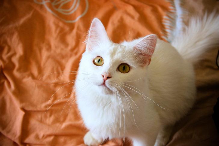 Ruyada Beyaz Kedi Gormek Ne Demek Ne Anlama Gelir Mynet Trend