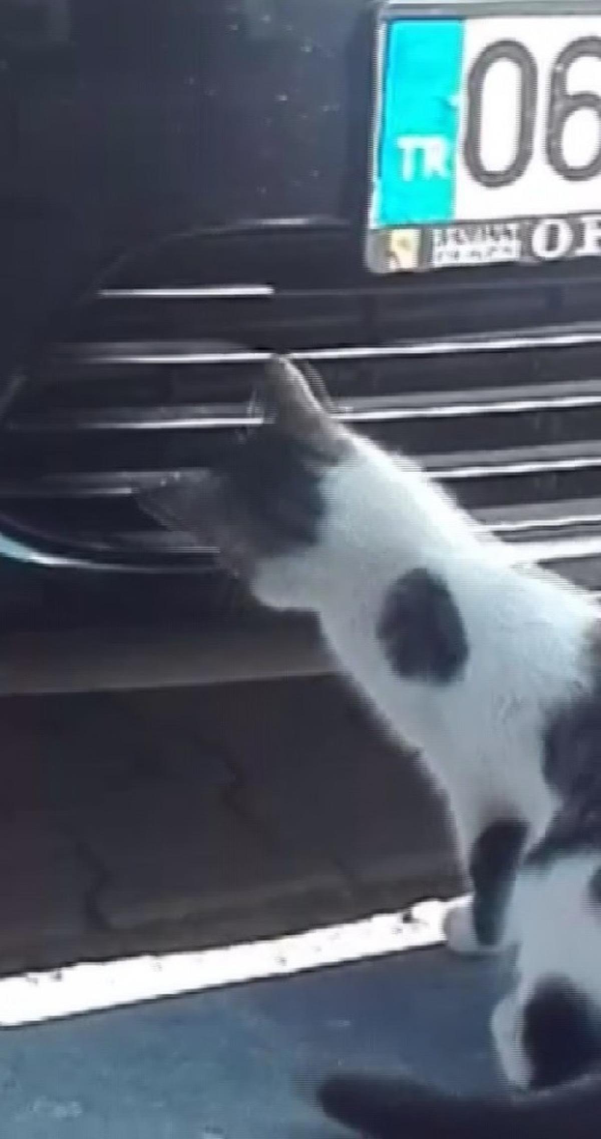 Kedinin ser&ccedil;e avı b&ouml;yle g&ouml;r&uuml;nt&uuml;lendi