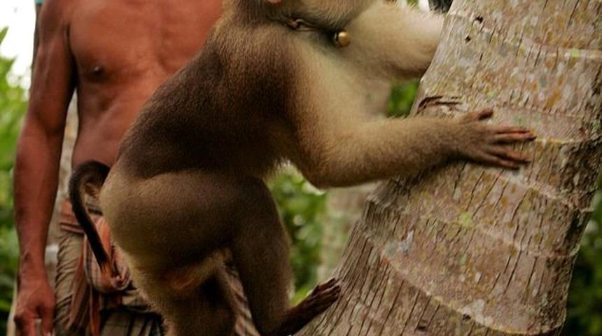 Hindistan cevizi çiftliklerinde çalıştırılan köle maymunlar