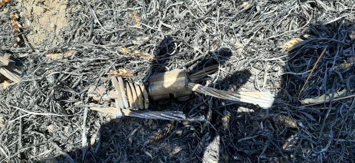 Elektrik telleri koptu, ormanlık alanda yangın çıktı G5