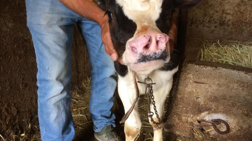 Konya'da 4 burun delikli buzağı: Hayretler i&ccedil;erisindeyim