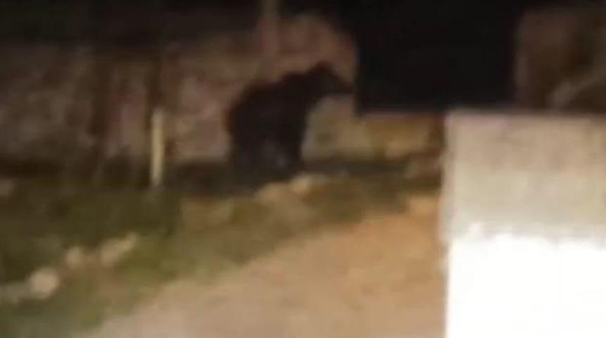 Sivas'ta k&ouml;y&uuml;n i&ccedil;ine giren ayı şaşırttı