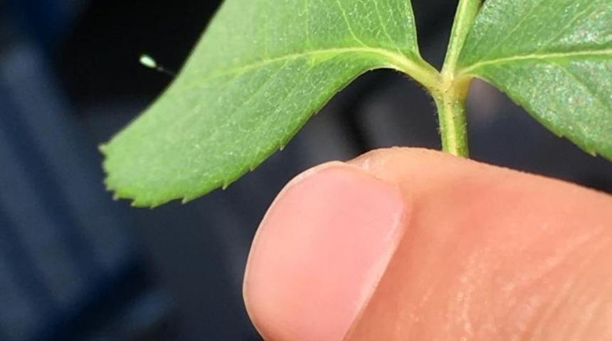 Kastamonu'da 'udumbara' çiçeği görüldü! 3 bin yılda bir açtığına inanılıyor