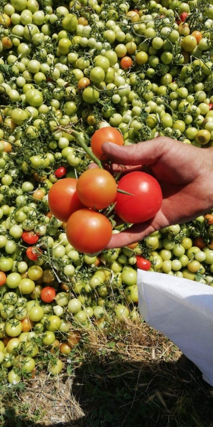 2 tır domatesi boş araziye attılar G3