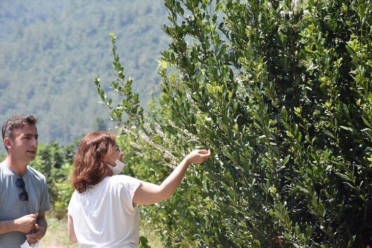 Muğla'da defnenin yaprağı ve yağı gelir kapısı olacak G1
