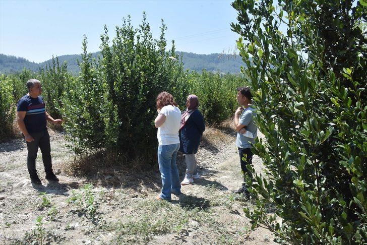 Muğla'da defnenin yaprağı ve yağı gelir kapısı olacak G2