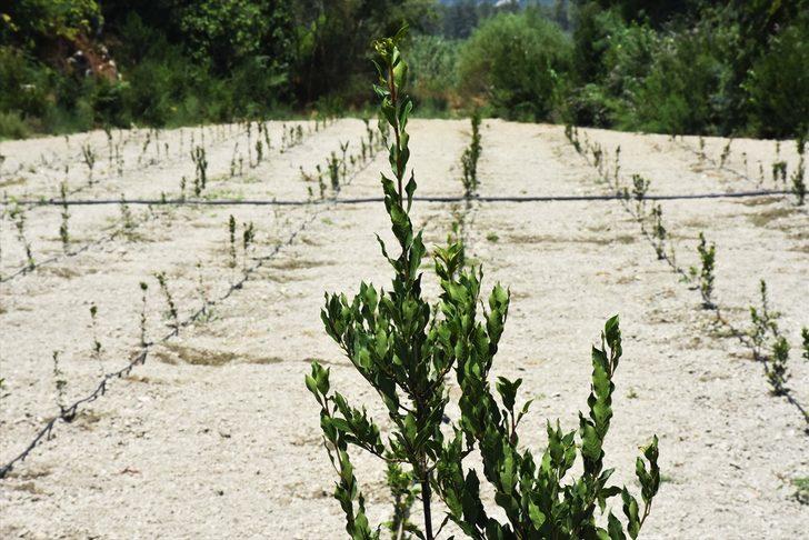 Muğla'da defnenin yaprağı ve yağı gelir kapısı olacak G3