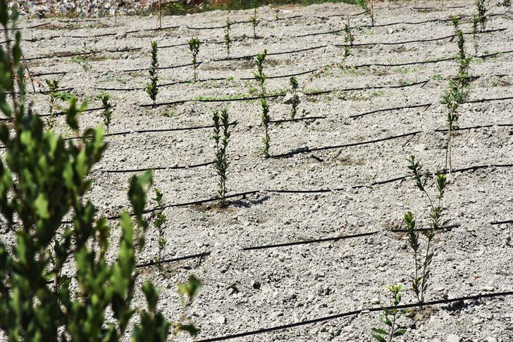 Muğla'da defnenin yaprağı ve yağı gelir kapısı olacak G4