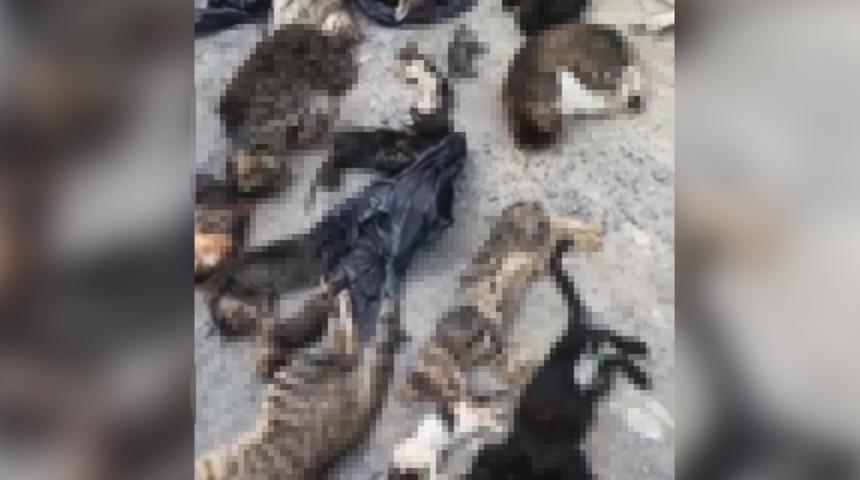 Kan donduran olay! &Ccedil;&ouml;p konteynerine 16 kedi &ouml;l&uuml;s&uuml; bulundu